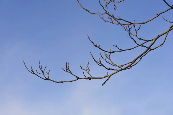 Baum Des Himmels Zweig Mit Knospen Gegen Blauen Himmel Lateinischer — Stockfoto