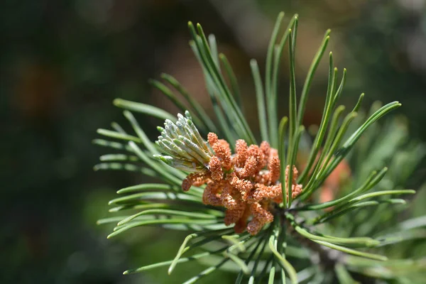 Dwarf Mountain Pine Branch Flowers Latin Name Pinus Mugo — Stockfoto