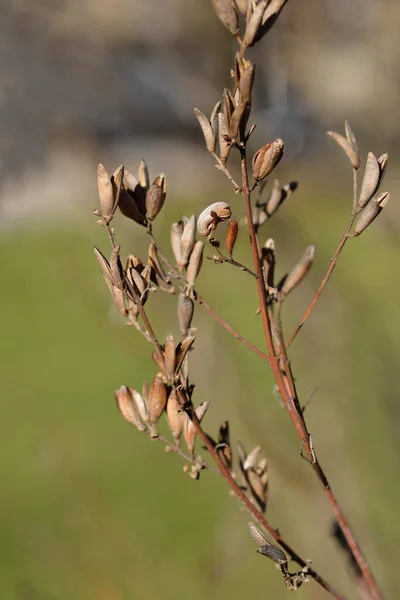Detailní Záběr Šeříkových Větví Suchými Semennými Lusky Latinský Název Syringa — Stock fotografie