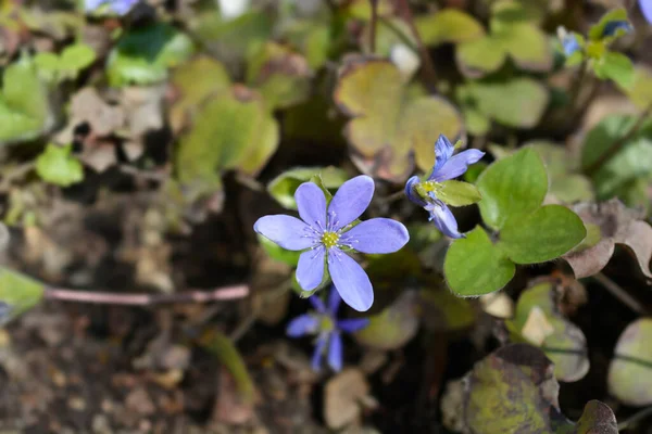 Liverwort Blue Flowers Nama Latin Hepatica Nobilis — Stok Foto