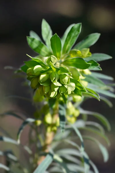 Wulfens Spurge Flower Λατινική Ονομασία Euphorbia Spirhias Subsp Βουφενίλη — Φωτογραφία Αρχείου