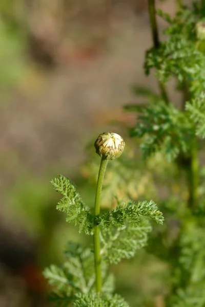 Mount Atlas Daisy Flower Bud Latin Name Anacyclus Pyrethrum — Zdjęcie stockowe