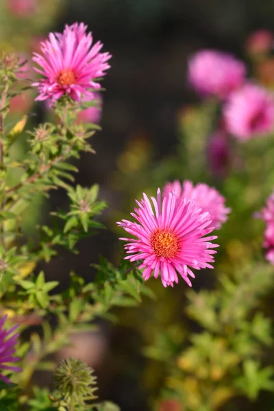 New England Aster Andenken Alma Potschke Pink Flowers Latin Name — Stock Photo, Image