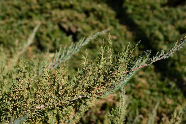 Філія Pfitzer Juniper Цибулинами Латинська Назва Juniperus Media Pfitzeriana — стокове фото