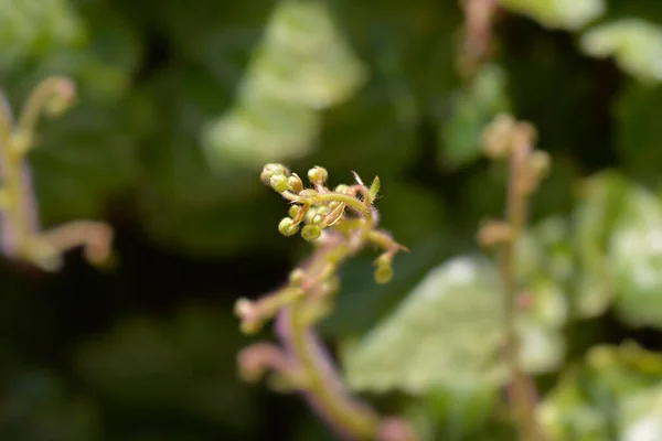 Квіткові Бутони Латинська Назва Saxifraga Stolonifera — стокове фото