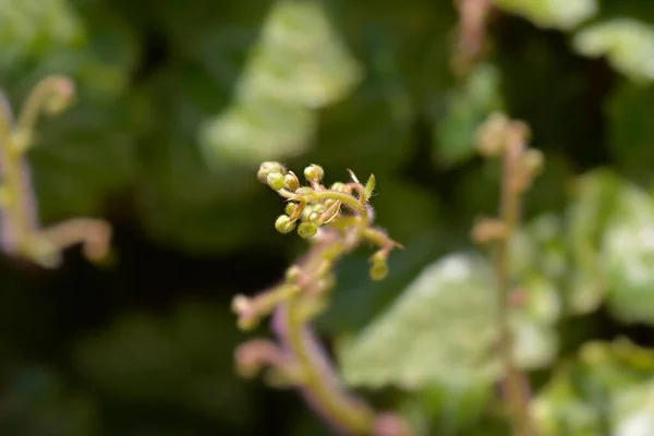 Botões Flores Saxifragem Rastejantes Nome Latino Saxifraga Stolonifera — Fotografia de Stock