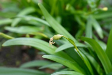 Bahar kar tanesi olgunlaşmamış tohum kabuğu - Latince adı - Leucojum vernum