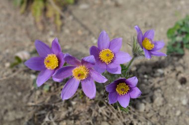 Bahçedeki Pasque çiçekleri - Latince adı - Pulsatilla vurlgaris