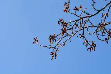 Mavi gökyüzüne karşı çiçekli lombardi kavak dalları Latince adı Populus nigra var. italica
