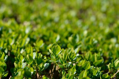 Oval yapraklı özel yapraklar - Latince adı - Ligustrum ovalifolium