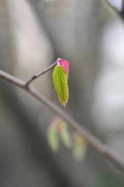 Latince adı Corylopsis spicata olan yeni yapraklı Spike cadı fındığı dalı