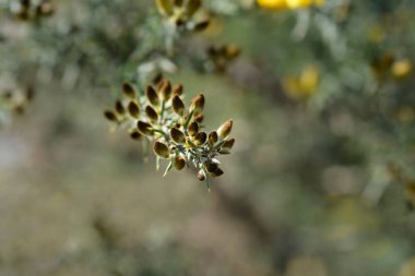 Yaygın gorse çiçek tomurcukları - Latince adı - Ulex europaeus