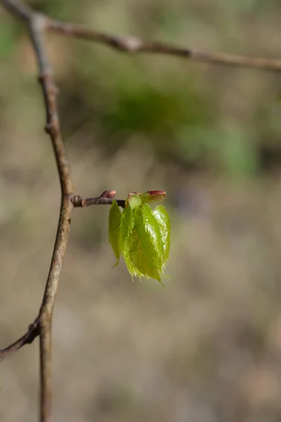 Mongolian Lime Branch New Leaves Latin Name Tilia Mongolica — Stock Photo, Image