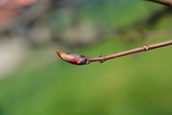 Norway Maple Crimson King Branch Buds Latin Name Acer Platanoides — Stock Photo, Image