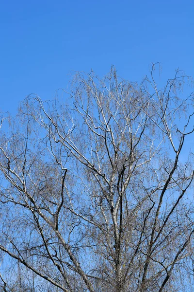 Gałęzie Brzozy Tle Błękitnego Nieba Nazwa Łacińska Betula Pendula — Zdjęcie stockowe