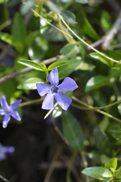 Mniejszy Kwiat Periwinkle Nazwa Łacińska Vinca Minor — Zdjęcie stockowe