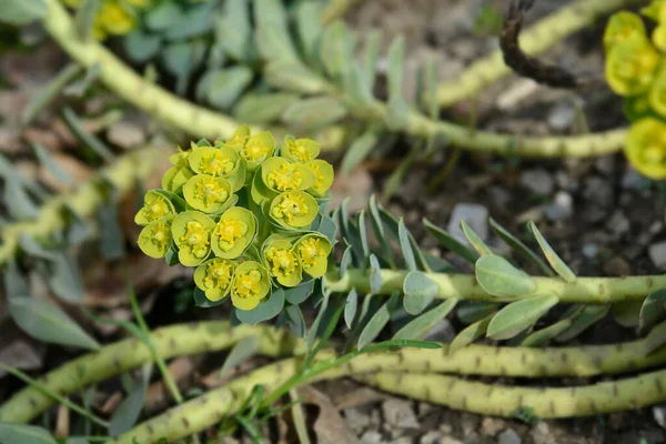 Myrtle Spurge Flowers Латинское Название Euphorbia Myrsinites — стоковое фото