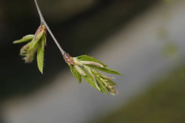 新しい葉を持つ一般的なホーンビームホライゾンタリスの枝 ラテン名 カルピナス ベトゥルス ホライゾンタリス — ストック写真