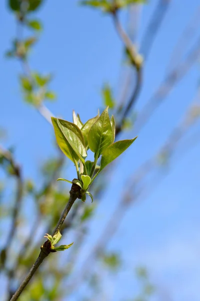 Lilac Branch New Leaves Latin Name Syringa Vulgaris — Stock Photo, Image