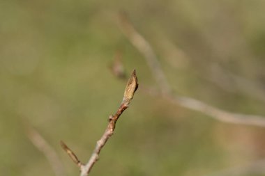 Yeni yaprakları olan İran demirağacı dalı - Latince adı - Parrotia persica
