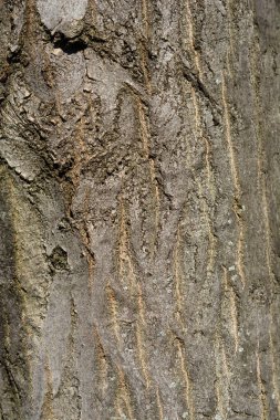 Genel boynuz kirişi kabuk detayı - Latince adı - Carpinus betulus