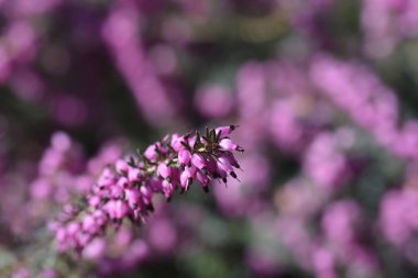 Darley Dale pembe çicekler - Latin adı - Erica * Darleyensis Darley Dale