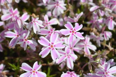 Sürünen Phlox Candy Stripe - Latince adı - Phlox subulata Candy Stripe