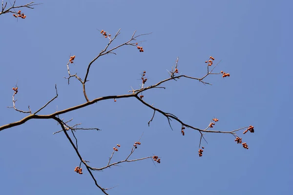 青空に対する果物や芽を持つ西洋のサンゴの枝 ラテン語名 Sapindus Drummondii — ストック写真