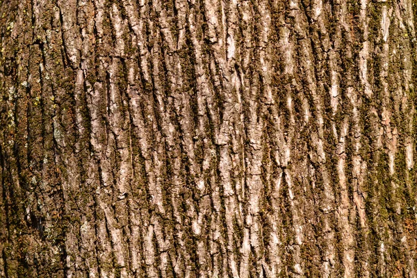 Norway Maple Bark Detail Latin Name Acer Platanoides — Stock Photo, Image