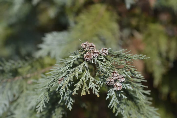劳森Cypress Triomf Van Boskoop分公司 种子锥 拉丁文名称 Chamaecyparis Lawsoniana Triomf Van — 图库照片