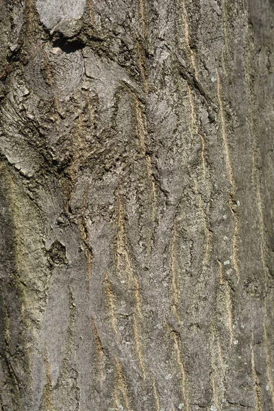 Κοινή Λεπτομέρεια Φλοιού Κερασφόρου Λατινική Ονομασία Carpinus Betulus — Φωτογραφία Αρχείου