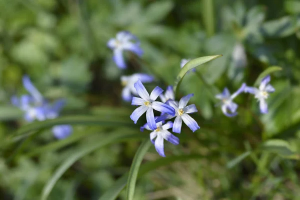 Kar Mavisi Çiçeklerinin Boissiers Zaferi Latince Adı Scilla Luciliae — Stok fotoğraf
