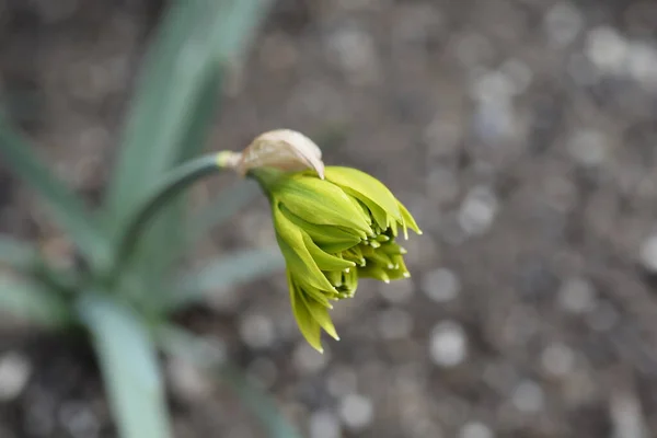 Podwójny Żonkil Rip Van Winkle Kwiat Pączek Łacińska Nazwa Narcissus — Zdjęcie stockowe