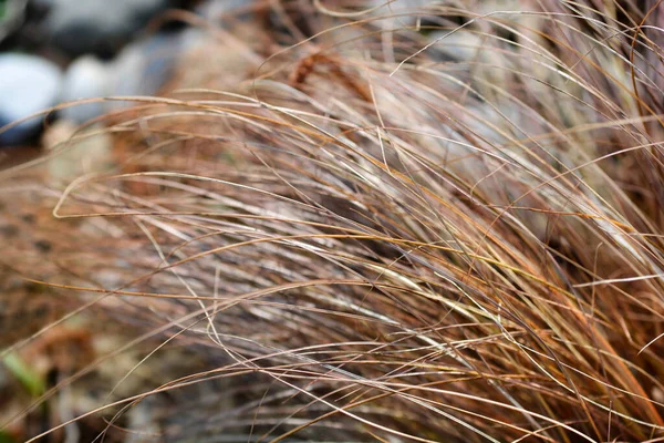 Brązowe Liście Osadu Włosów Nowej Zelandii Nazwa Łacińska Carex Comans — Zdjęcie stockowe