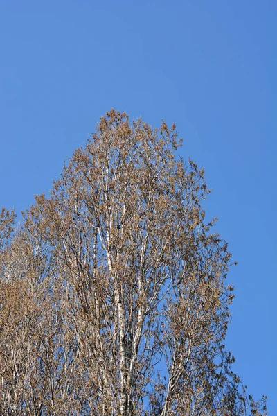 Lombardy Poplar Branches Flowers Blue Sky Latin Name Populus Nigra — Stock Photo, Image