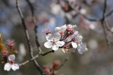 Çiçekli mor yapraklı erik ağacı dalı - Latince adı - Prunus cerasifera Pissardii