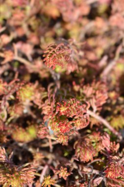 Rock stonecrop Angelina leaves - Latin name - Sedum rupestre Angelina