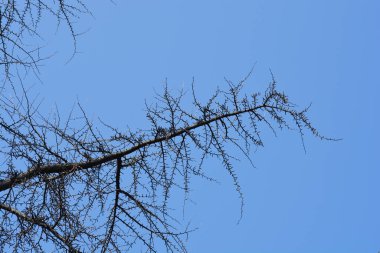 Mavi gökyüzüne karşı tomurcukları olan Ginkgo dalları - Latince adı Ginkgo biloba