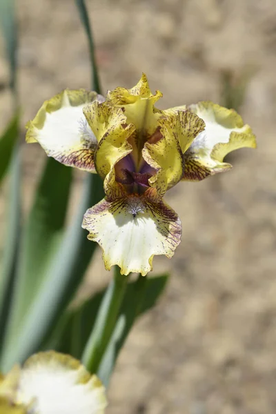 Загляните Внутрь Цветка Латинское Название Iris Загляните Внутрь — стоковое фото