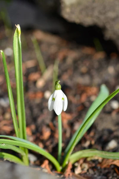 Zwykły Kwiat Śniegu Nazwa Łacińska Galanthus Nivalis — Zdjęcie stockowe