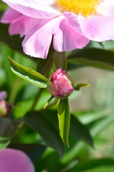 Ροζ Αρωματικό Μπουμπούκι Ανθέων Παιώνιας Λατινική Ονομασία Paeonia Lactiflora — Φωτογραφία Αρχείου