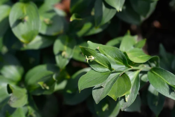 Spineless Butchers Broom Leaves Small Flowers Latin Name Ruscus Hypoglossum — Stock Photo, Image