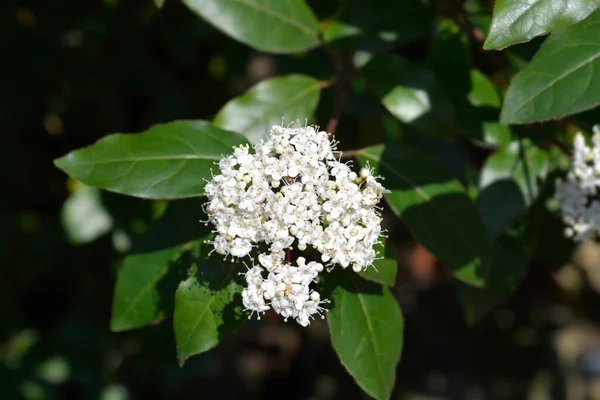 Laurustinus Fehér Virágok Latin Neve Viburnum Tinus — Stock Fotó