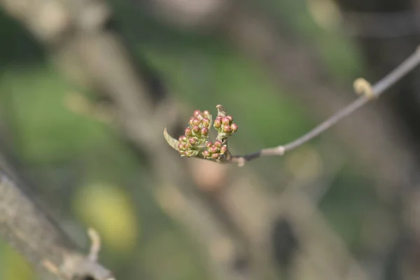 Branche Viorne Aux Épices Coréennes Avec Boutons Floraux Nom Latin — Photo