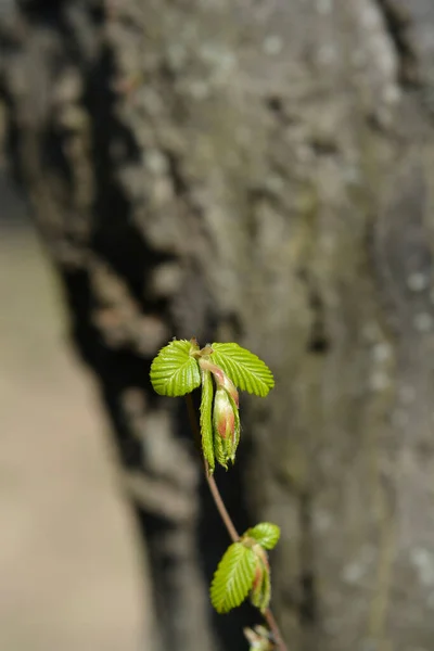 Common Hornbeam Branch New Leaves Latin Name Carpinus Betulus — Stock Photo, Image
