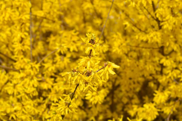 Κλαίγοντας Φορσύθια Κίτρινα Άνθη Λατινική Ονομασία Forsythia Suspensa — Φωτογραφία Αρχείου