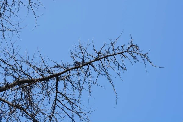 银杏枝条 芽在蓝天的映衬下 拉丁文名 — 图库照片