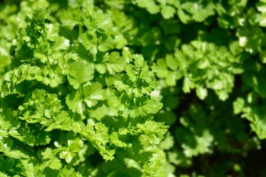 Dar yapraklı su damlası yaprağı - Latince adı - Oenanthe silaifolia