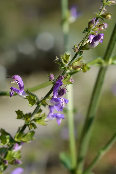 Indigo Woodland Sage Flower Latin Name Salvia Forsskaolii — Stock Photo, Image