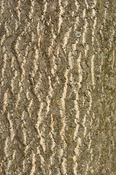 Baumrinde Detail Lateinischer Name Ailanthus Altissima — Stockfoto